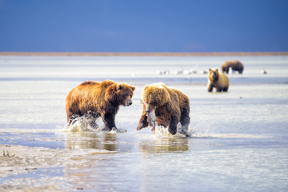 Hunting Bears von Roberto Marchegiani