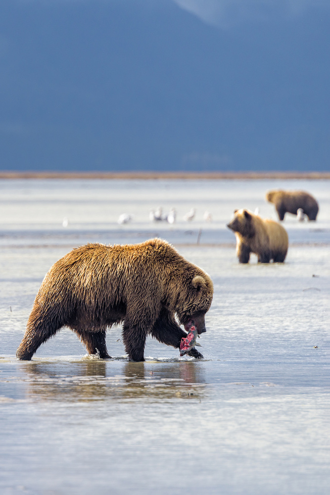 Hunting Bear von Roberto Marchegiani