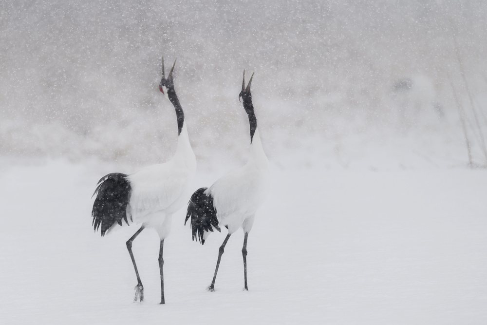 Japanes Cranes von Roberto Marchegiani