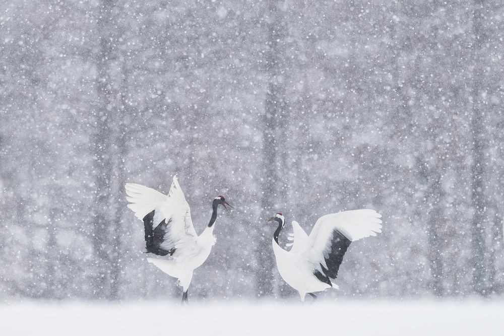 japanese Cranes von Roberto Marchegiani