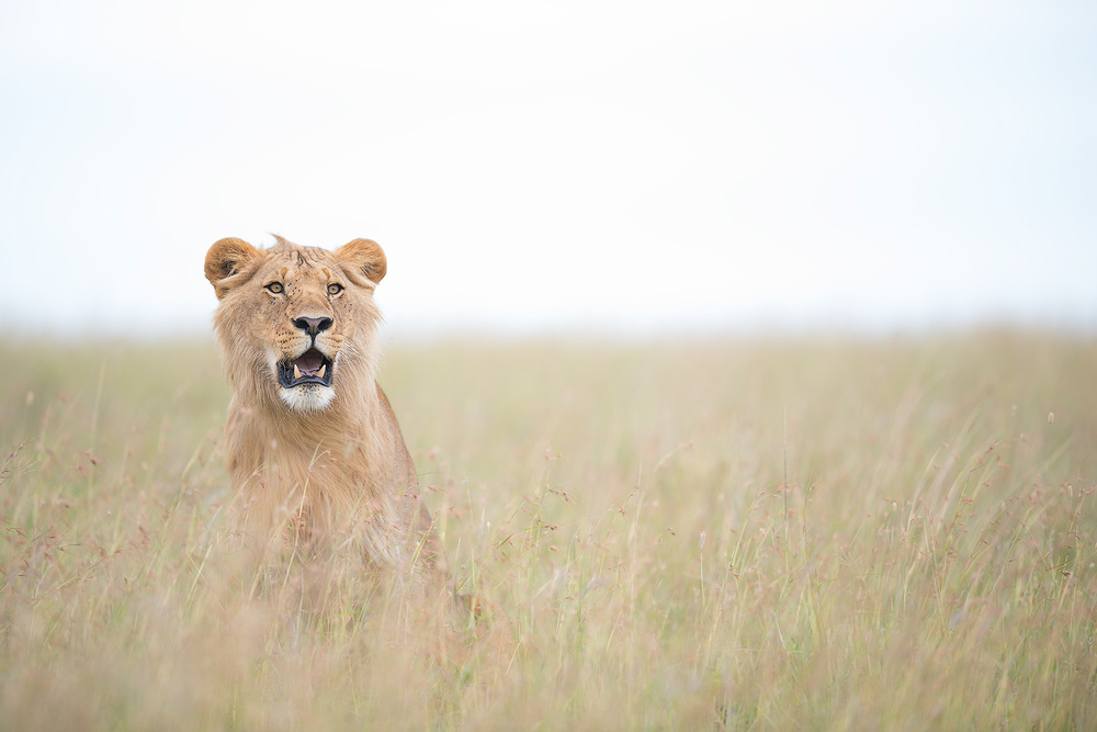 Young Lion von Roberto Marchegiani