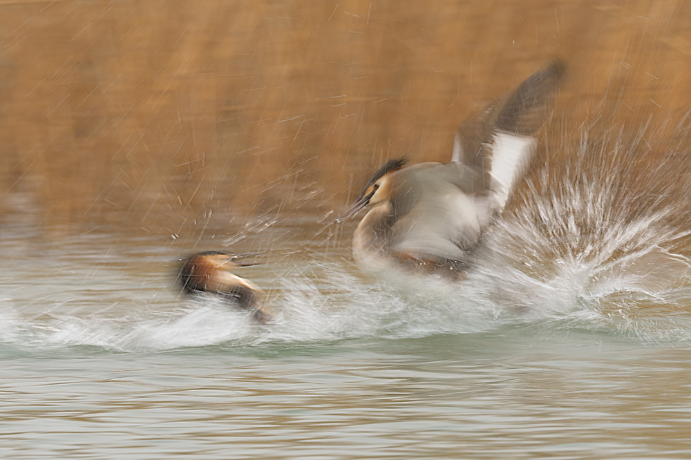 Fight von Roberto Marchegiani