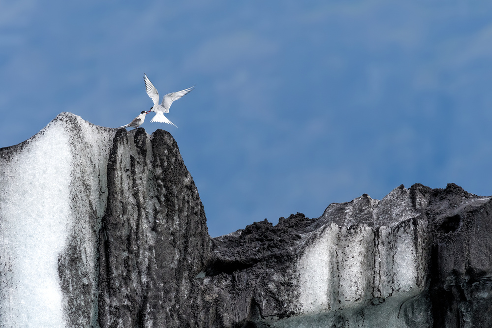 Arctic tern feeding her son von Roberto Marchegiani