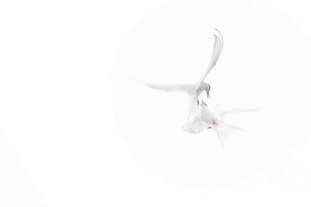 Arctic Terns von Roberto Marchegiani