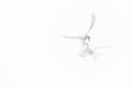 Arctic Terns