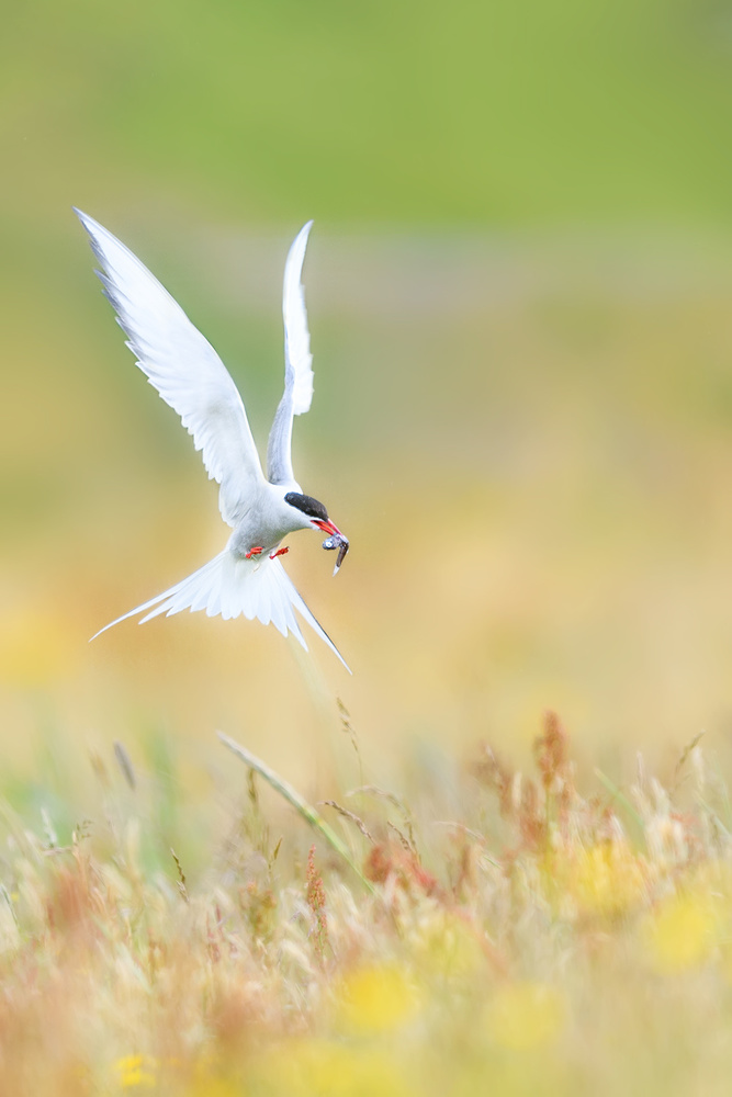 Landing von Roberto Marchegiani