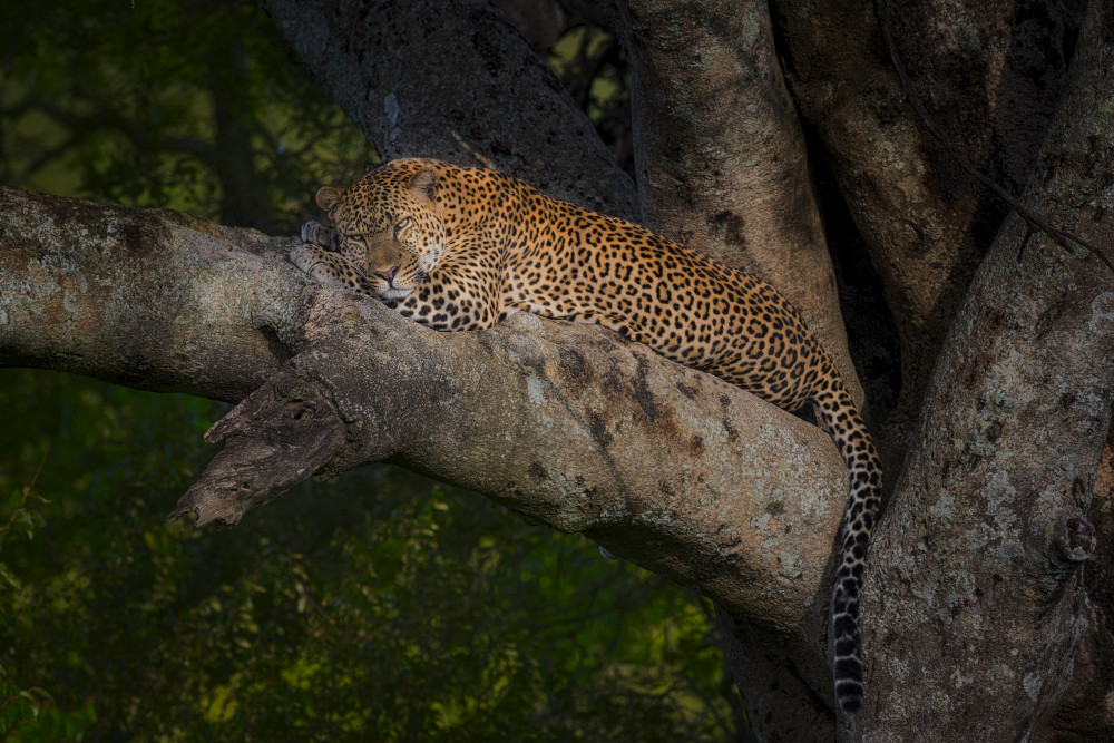 Leopard von Roberto Marchegiani