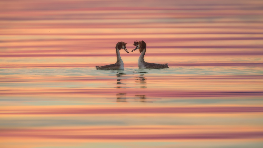 Lovers von Roberto Marchegiani