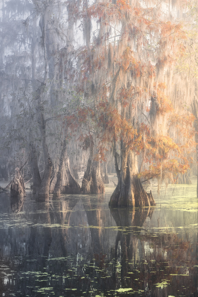 Louisiana Swamp von Roberto Marchegiani