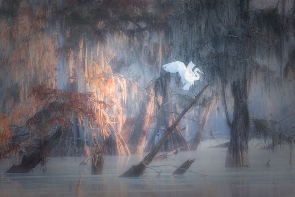 Louisiana Swamp von Roberto Marchegiani