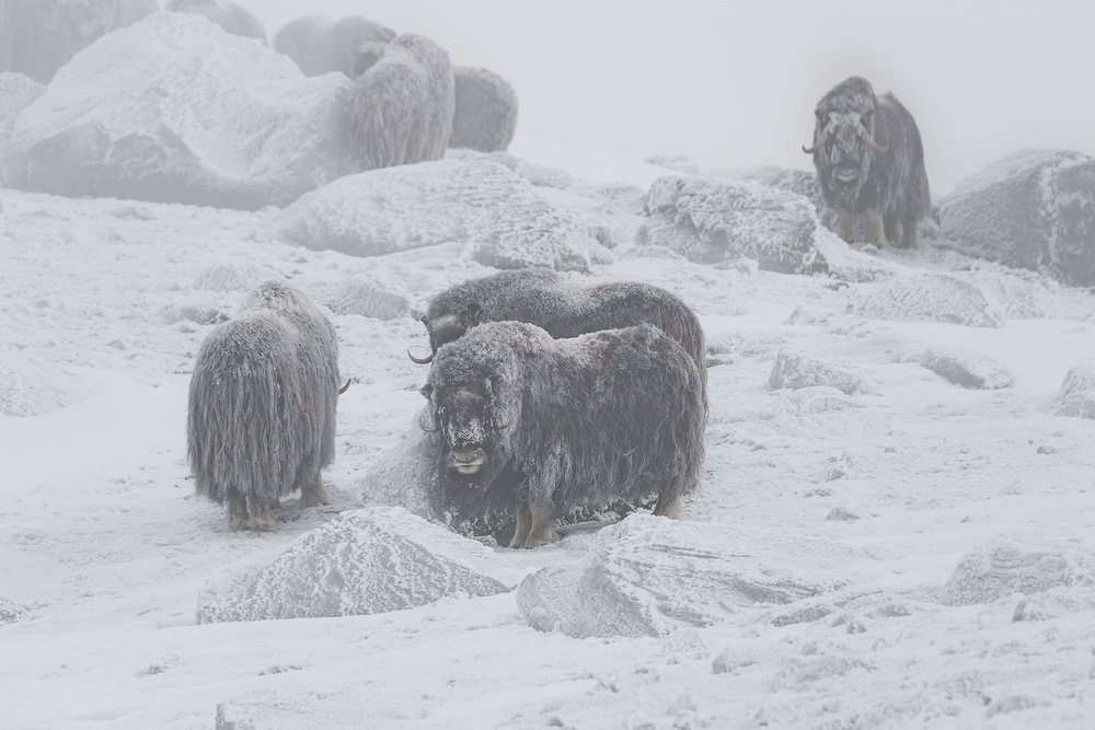 Muskox von Roberto Marchegiani