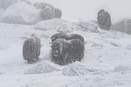 Muskox