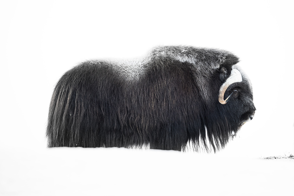 Muskox von Roberto Marchegiani