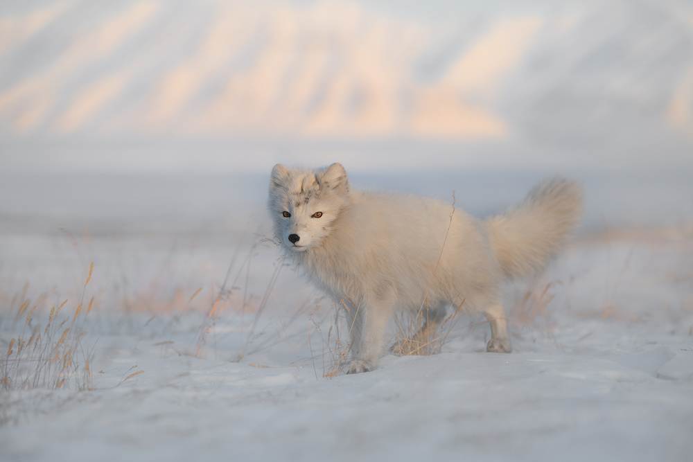 Arctic Fox von Roberto Marchegiani