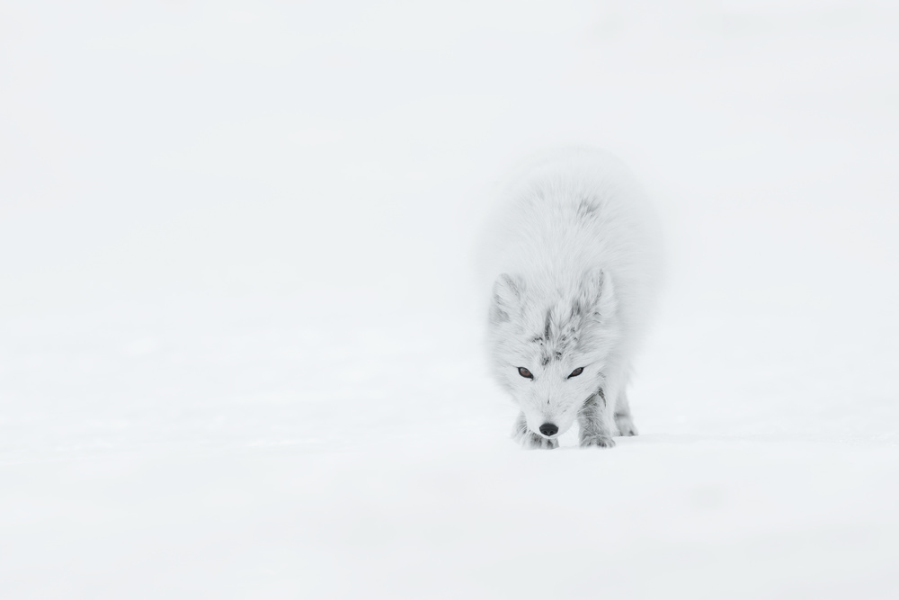 Arctic Fox von Roberto Marchegiani