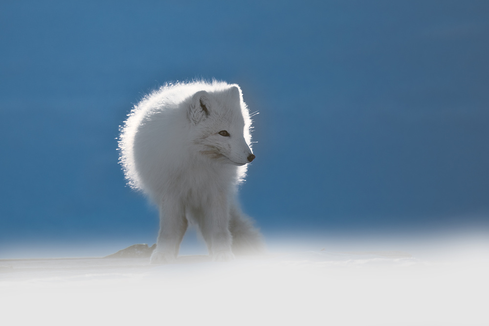 Arctic Fox von Roberto Marchegiani