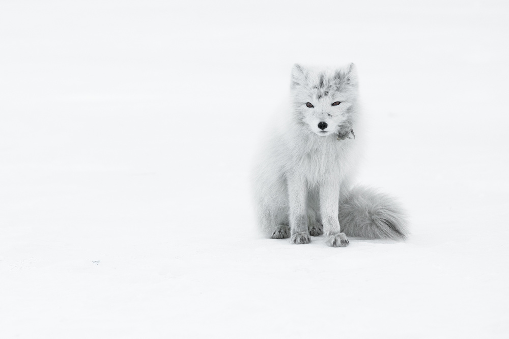 Arctic Fox von Roberto Marchegiani