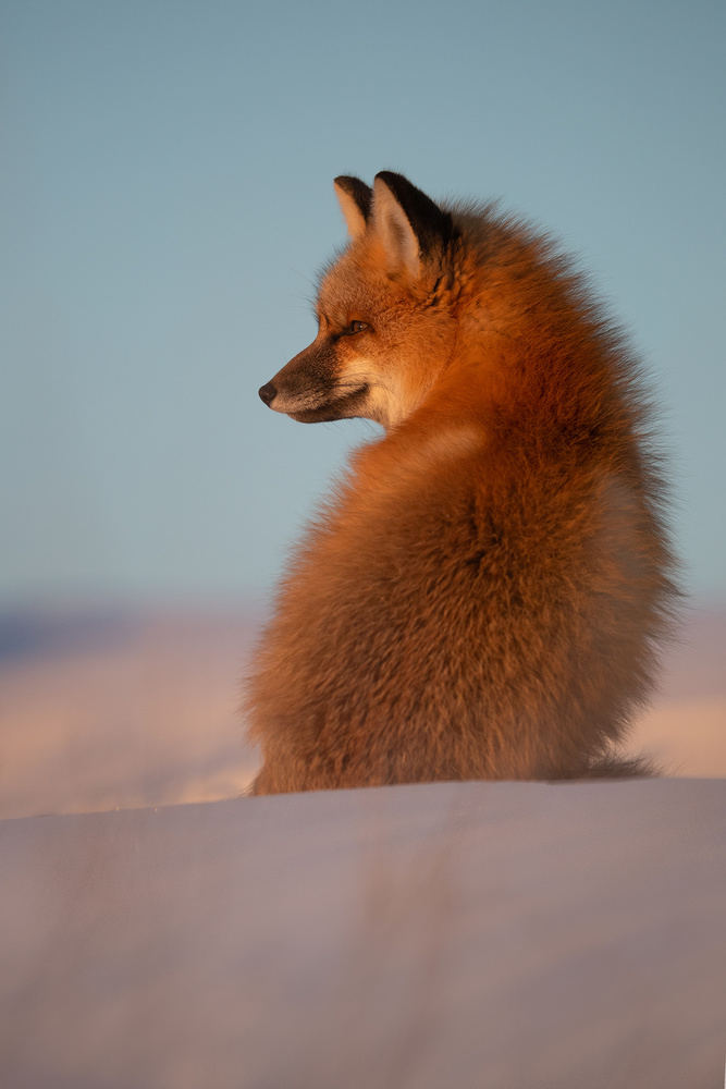 Red Fox von Roberto Marchegiani