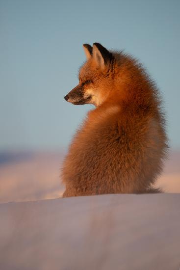 Red Fox