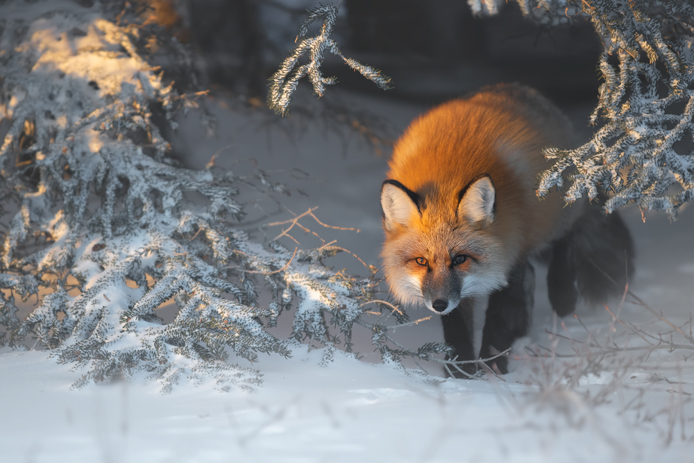 Red Fox von Roberto Marchegiani