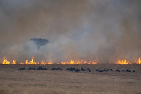 Savannah Burning