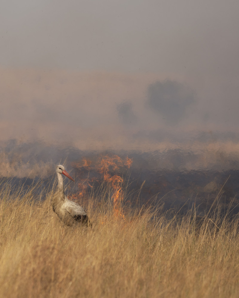 Savannah Burning von Roberto Marchegiani