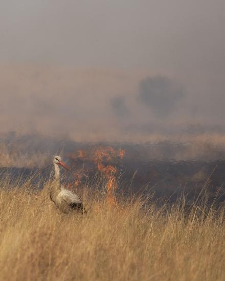 Savannah Burning