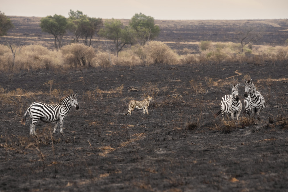 Savannah Burning von Roberto Marchegiani