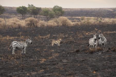 Savannah Burning