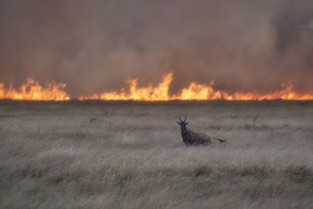 Savannah Burning von Roberto Marchegiani