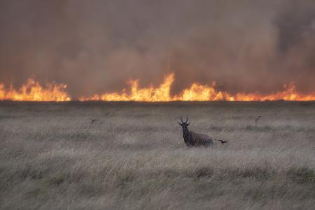 Savannah Burning