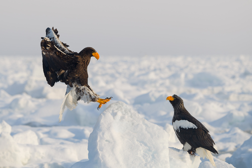 Sea Eagle von Roberto Marchegiani