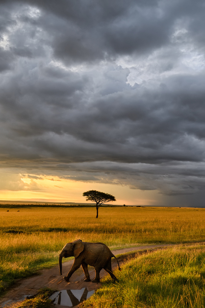 Sunset in Masai Mara von Roberto Marchegiani