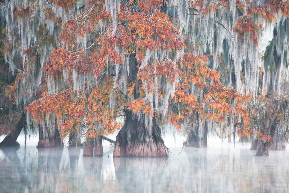 Swamp Cypress von Roberto Marchegiani