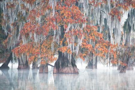 Swamp Cypress