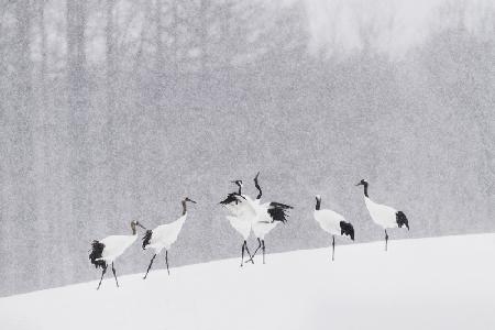 Japanese Cranes