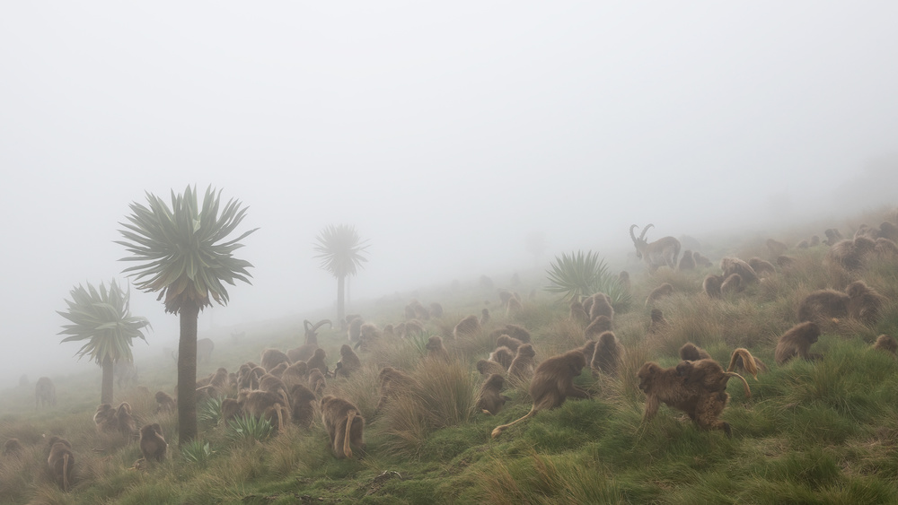 walia ibex into a gelada troop von Roberto Marchegiani