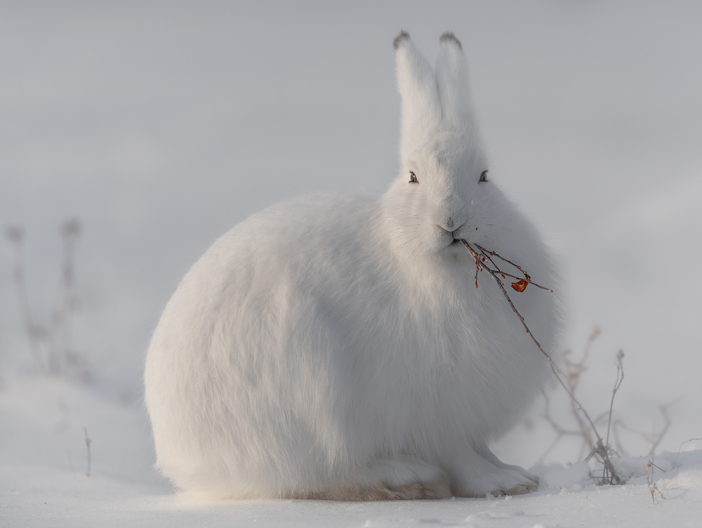 wild arctic hare von Roberto Marchegiani