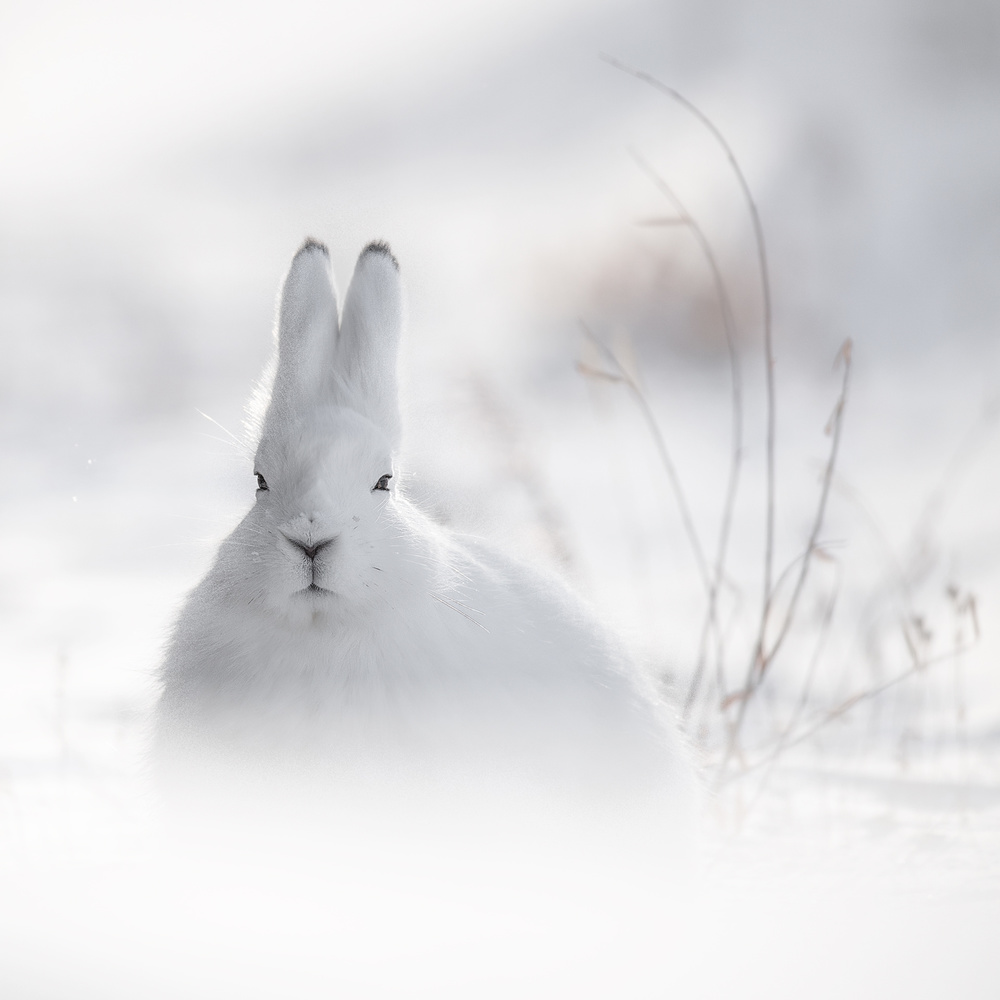 Wild Arctic Rabbit von Roberto Marchegiani