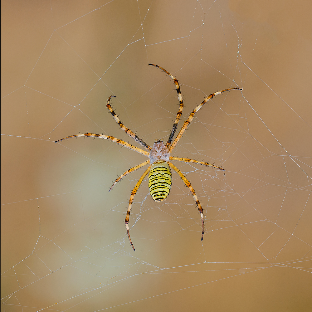 Argiope bruennichi von Roberto Marini