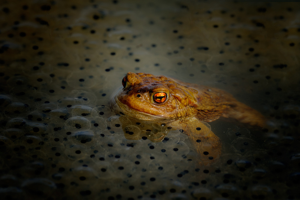 Bufo bufo von Roberto Marini