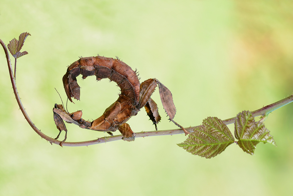 Extatosoma Tiaratum von Roberto Marini