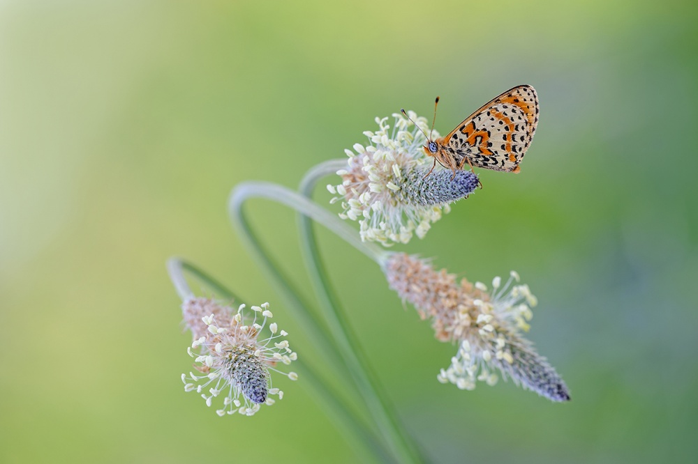 Fireworks von Roberto Marini