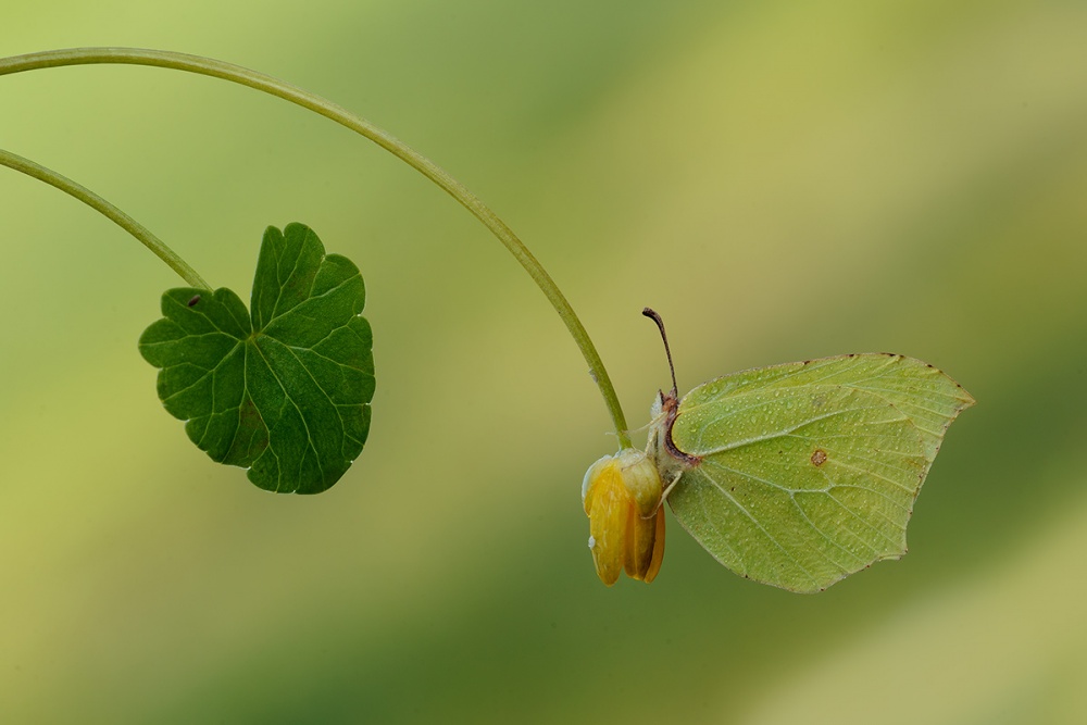 Gonepteryx rhamni von Roberto Marini