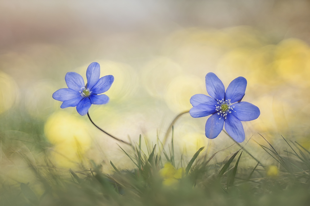 Hepatica von Roberto Marini