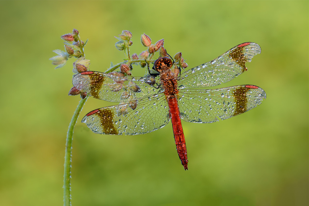 dragonfly von Roberto Marini