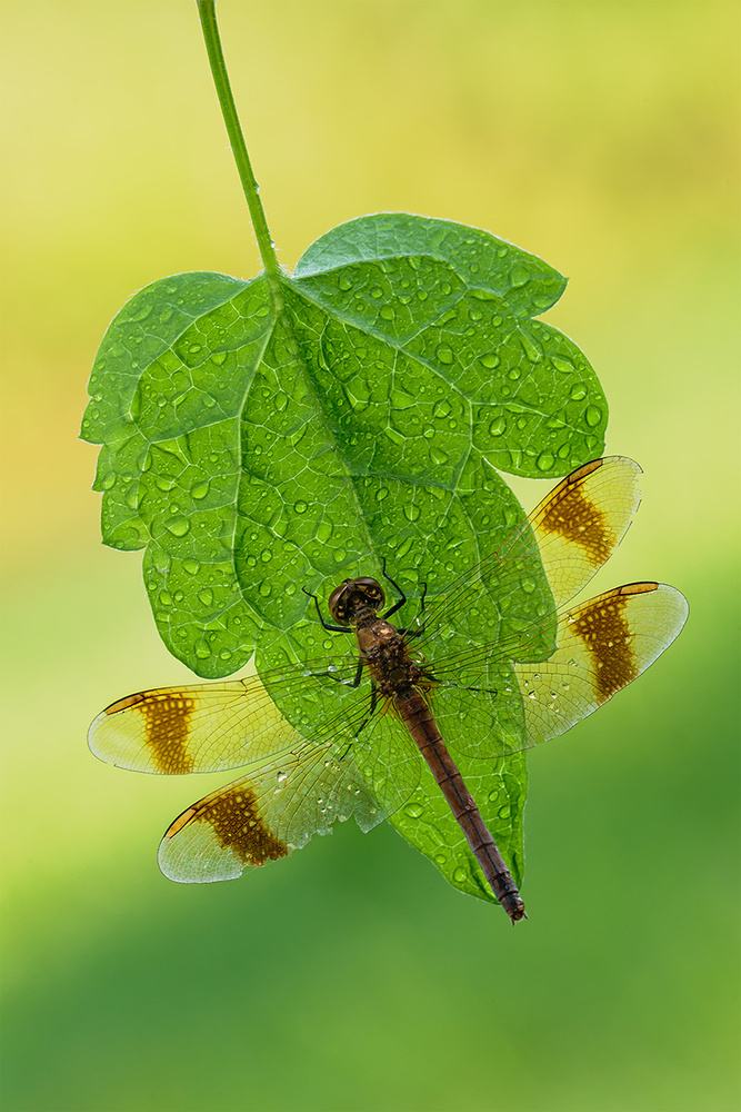 dragonfly von Roberto Marini