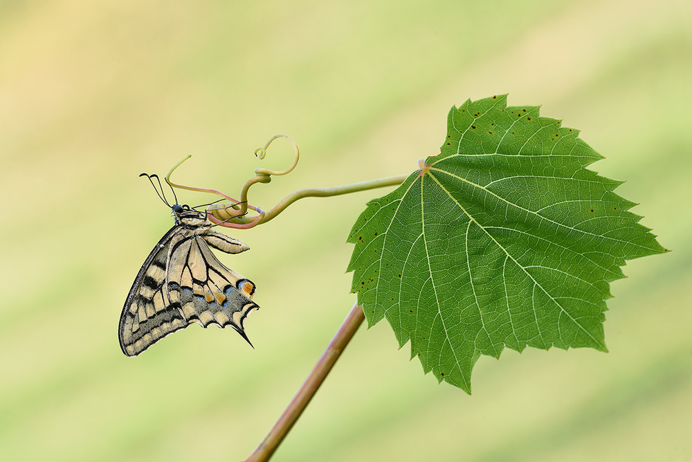 Machaon and grape leaf von Roberto Marini