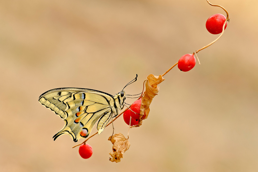 Red fruits von Roberto Marini