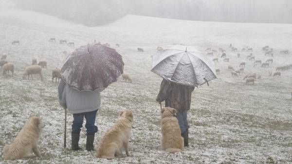 Pastori nella neve von Roberto Pestarino